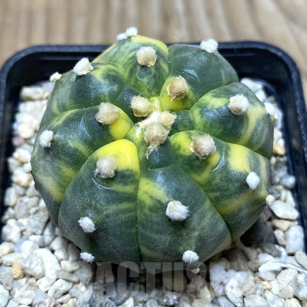 SHPR35714 Astrophytum asterias ‘Kikko’ f. variegata
