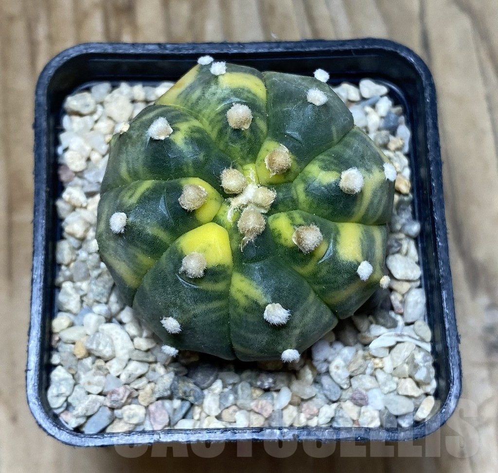 SHPR35714 Astrophytum asterias ‘Kikko’ f. variegata - Image 2