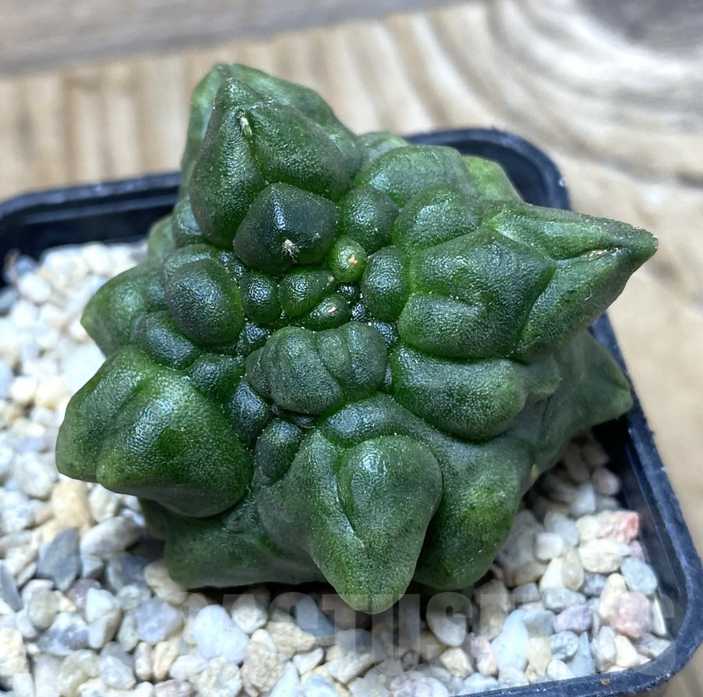 SHPR35719 Gymnocalycium mihanovichii ‘Transformer’