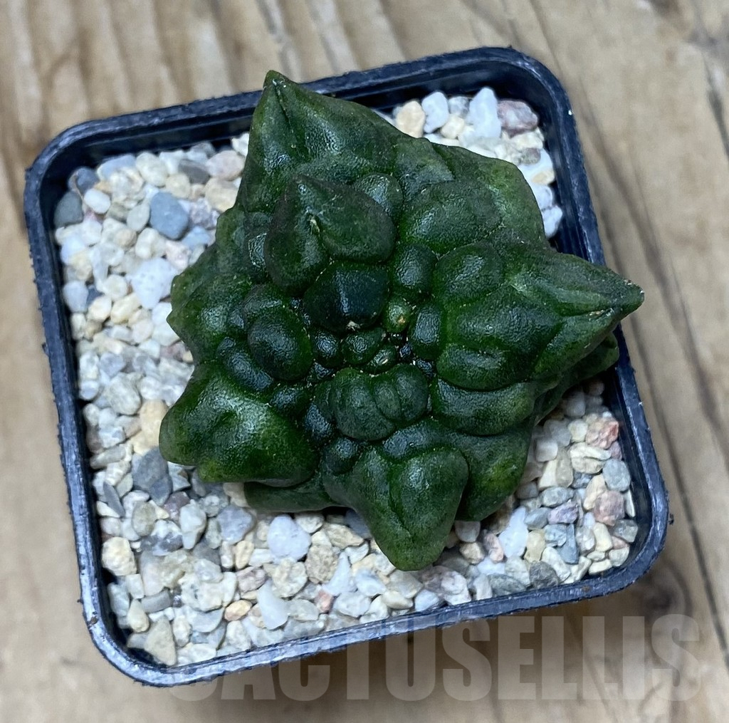 SHPR35719 Gymnocalycium mihanovichii ‘Transformer’ - Image 2