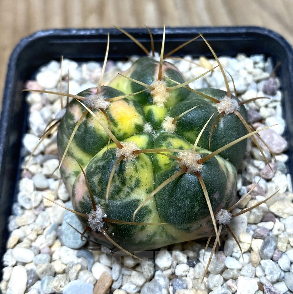 SHPR35724 Gymnocalycium horstii f. variegata