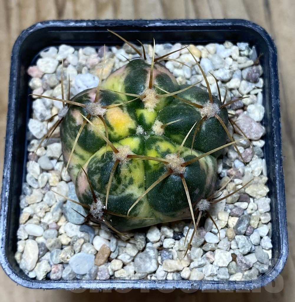 SHPR35724 Gymnocalycium horstii f. variegata - Image 2