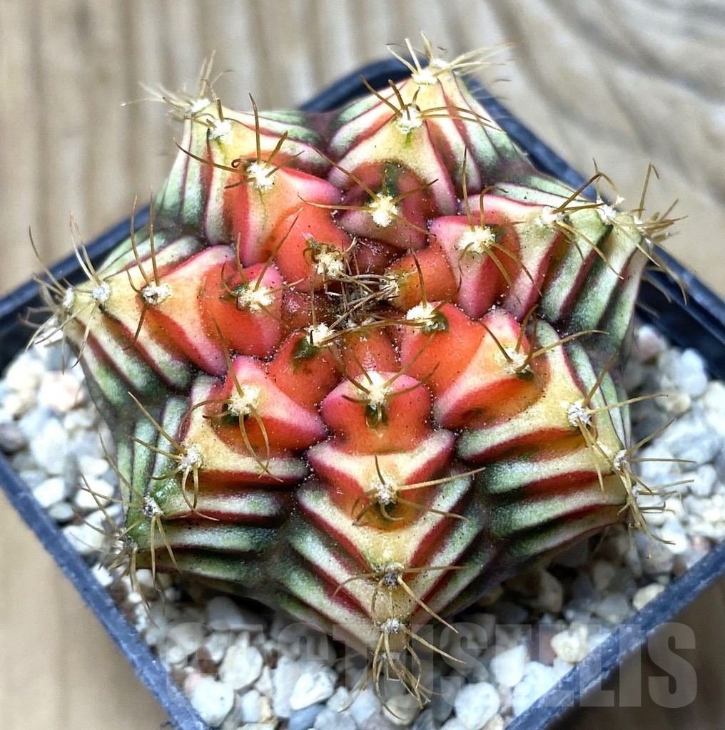 SHPR35726 Gymnocalycium damsii f.variegata, seedling