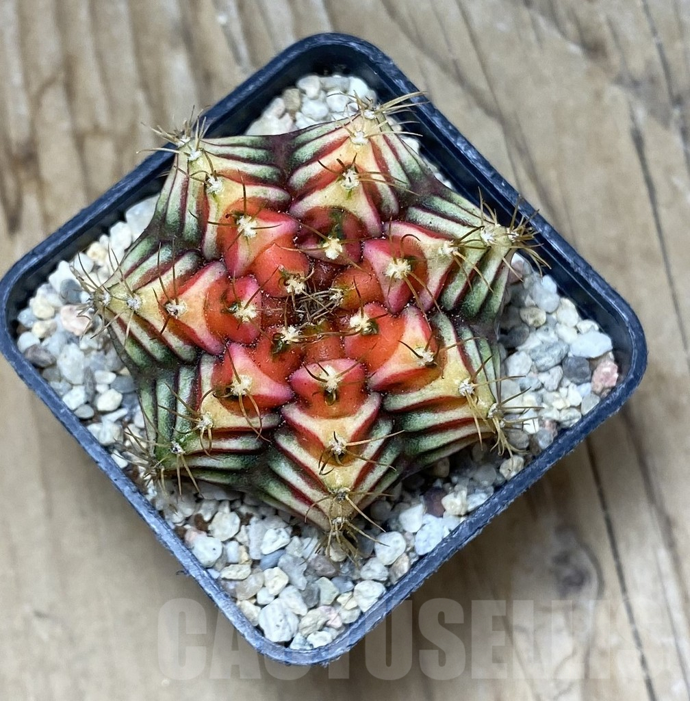 SHPR35726 Gymnocalycium damsii f.variegata, seedling – Bild 2