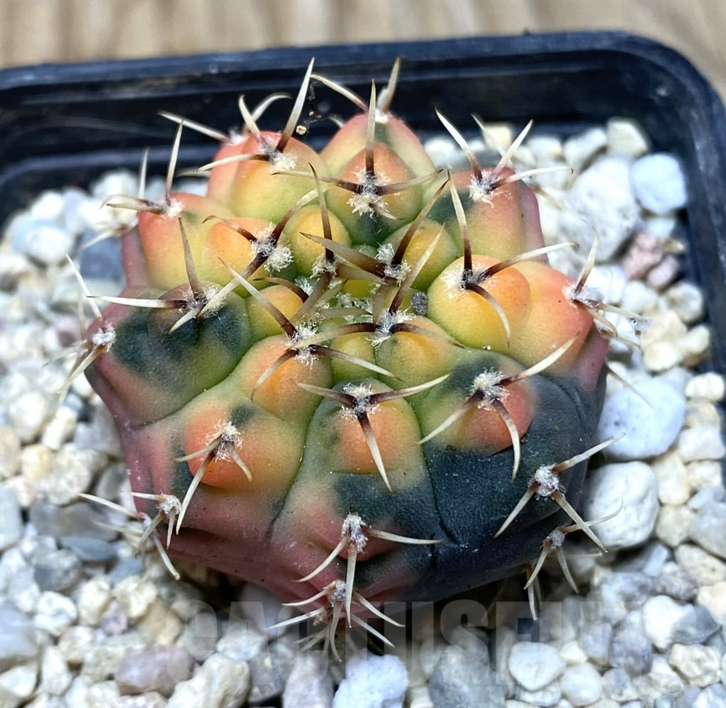 SHPR35727 Gymnocalycium stellatum f.variegata