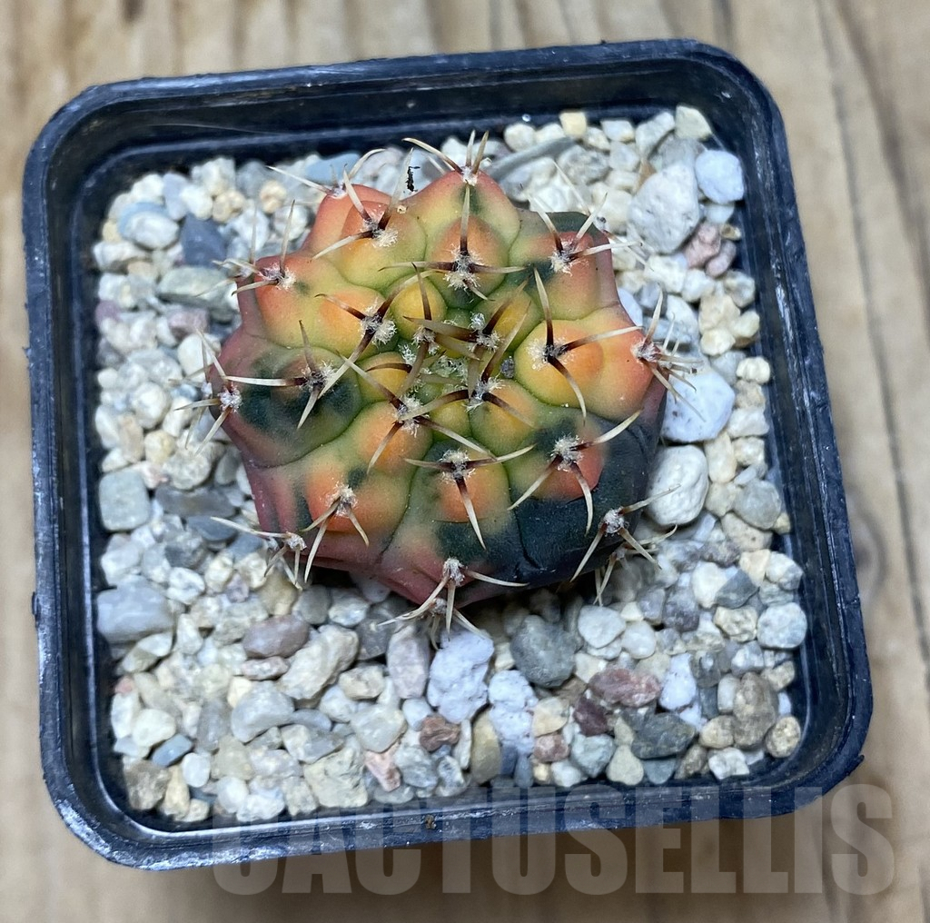 SHPR35727 Gymnocalycium stellatum f.variegata - Image 2