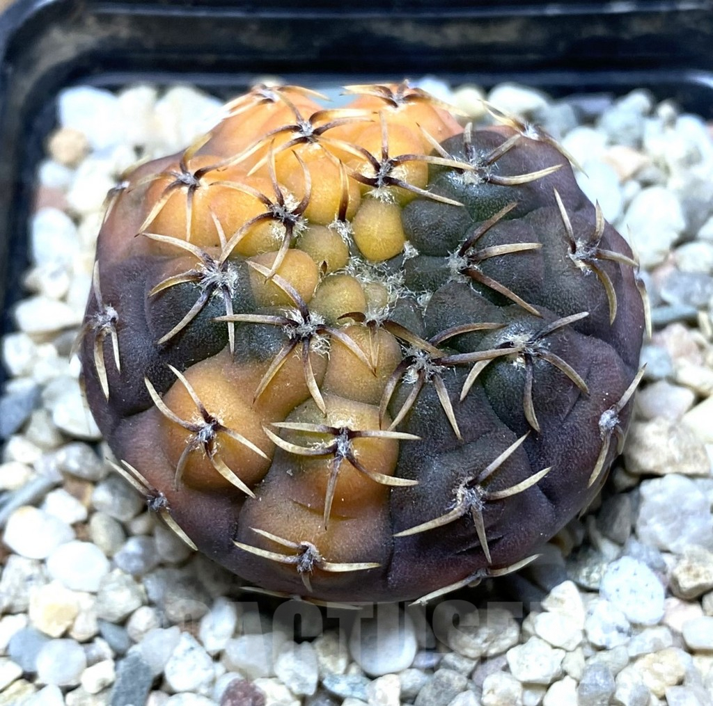 SHPR35728 Gymnocalycium stellatum f.variegata