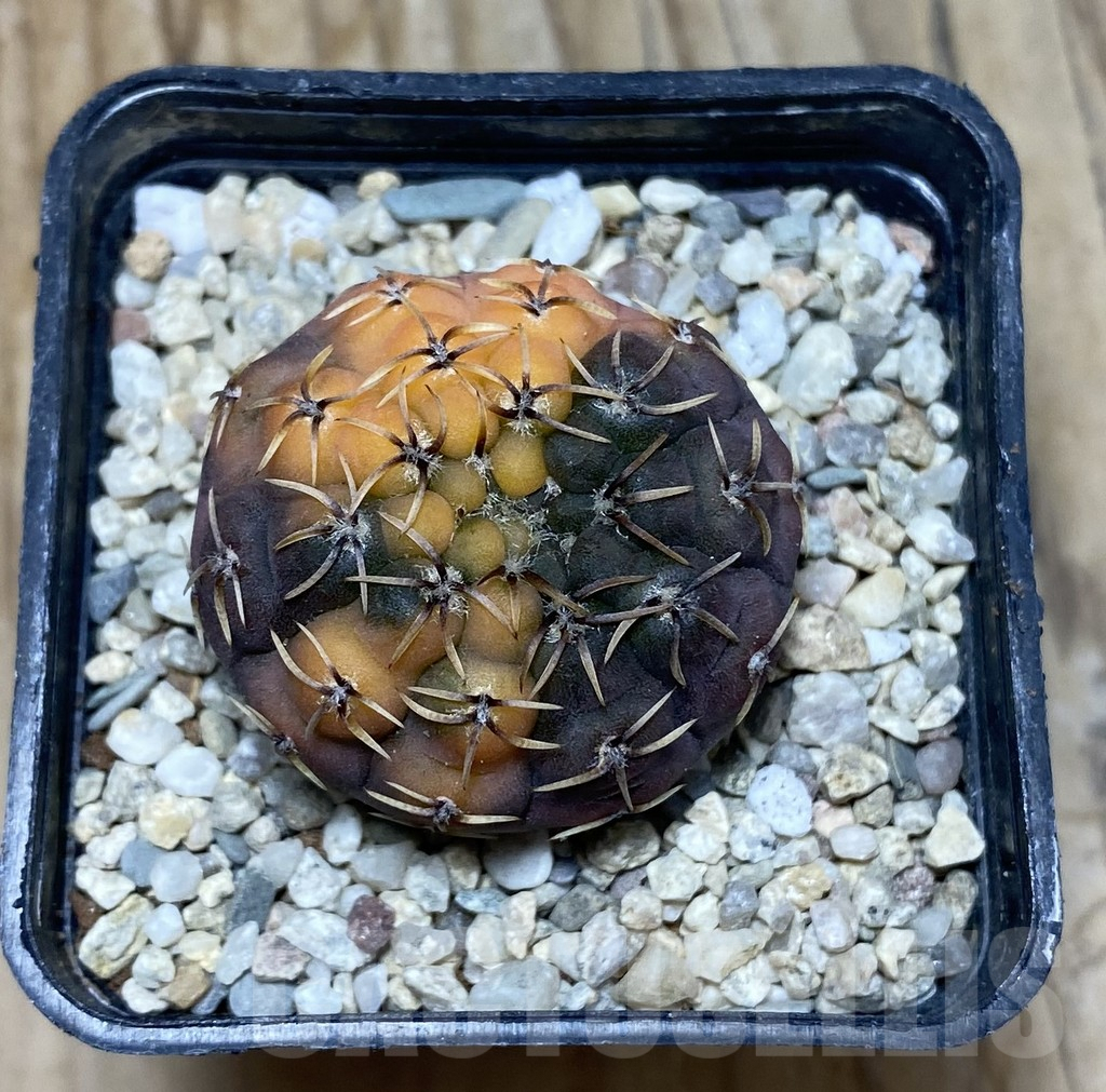 SHPR35728 Gymnocalycium stellatum f.variegata - Image 2