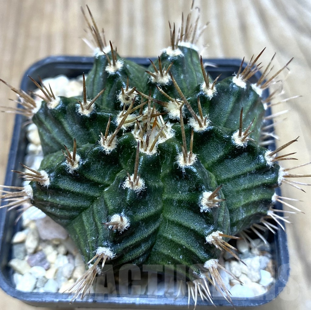 SHPR35729 Gymnocalycium mihanovichii 'Tossagon'