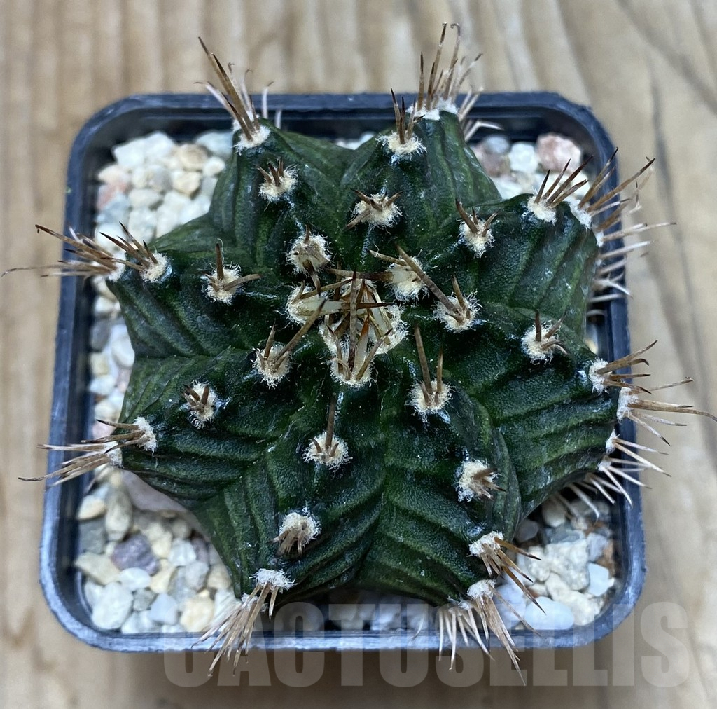 SHPR35729 Gymnocalycium mihanovichii 'Tossagon' - Image 2