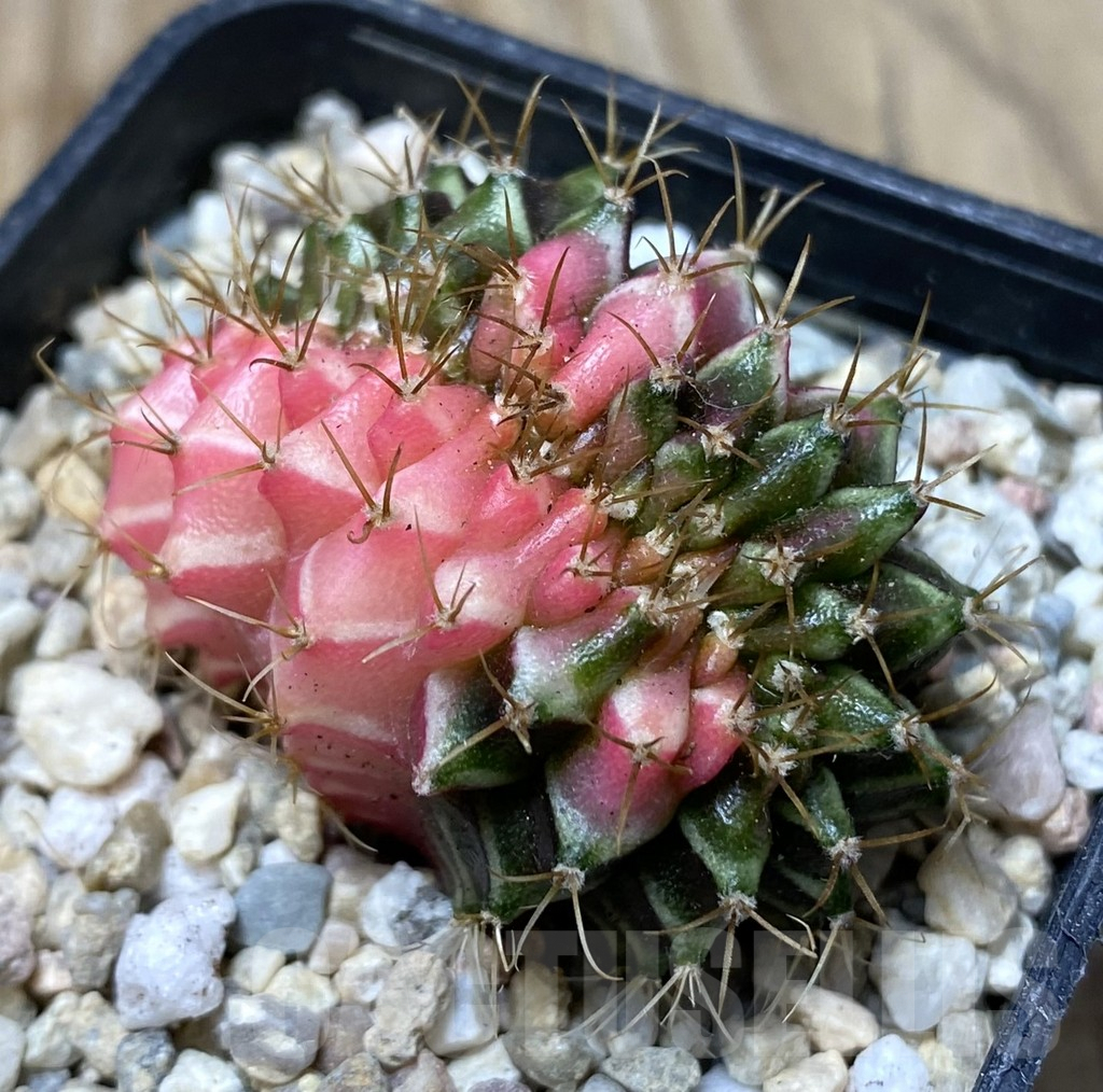 SHPR35731 Gymnocalycium mihanovichii variegata f. cristata