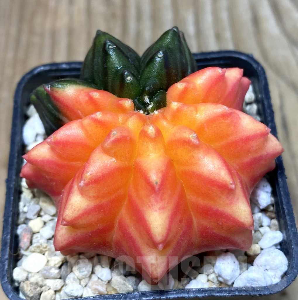 SHPR35733 Gymnocalycium mihanovichii ‘inermis’ f. variegata (Copy)