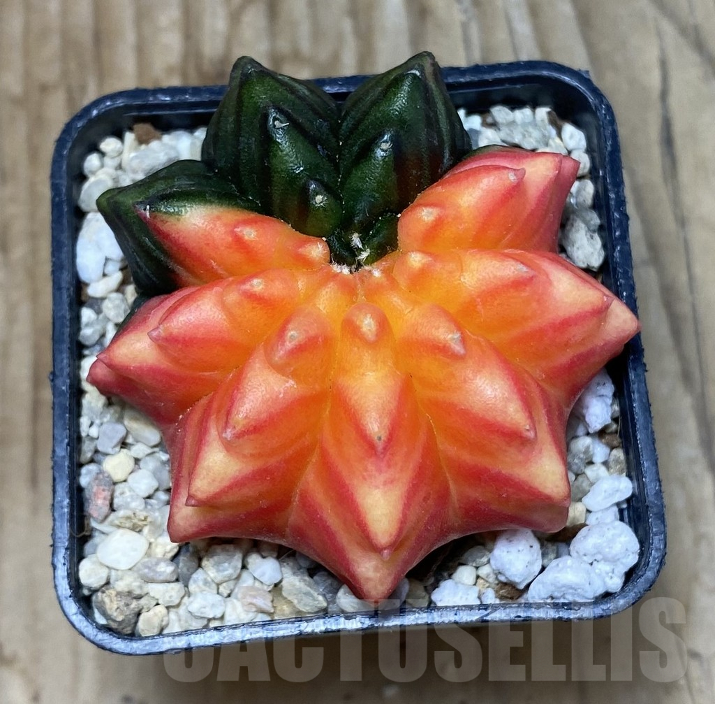 SHPR35733 Gymnocalycium mihanovichii ‘inermis’ f. variegata (Copy) - Image 2