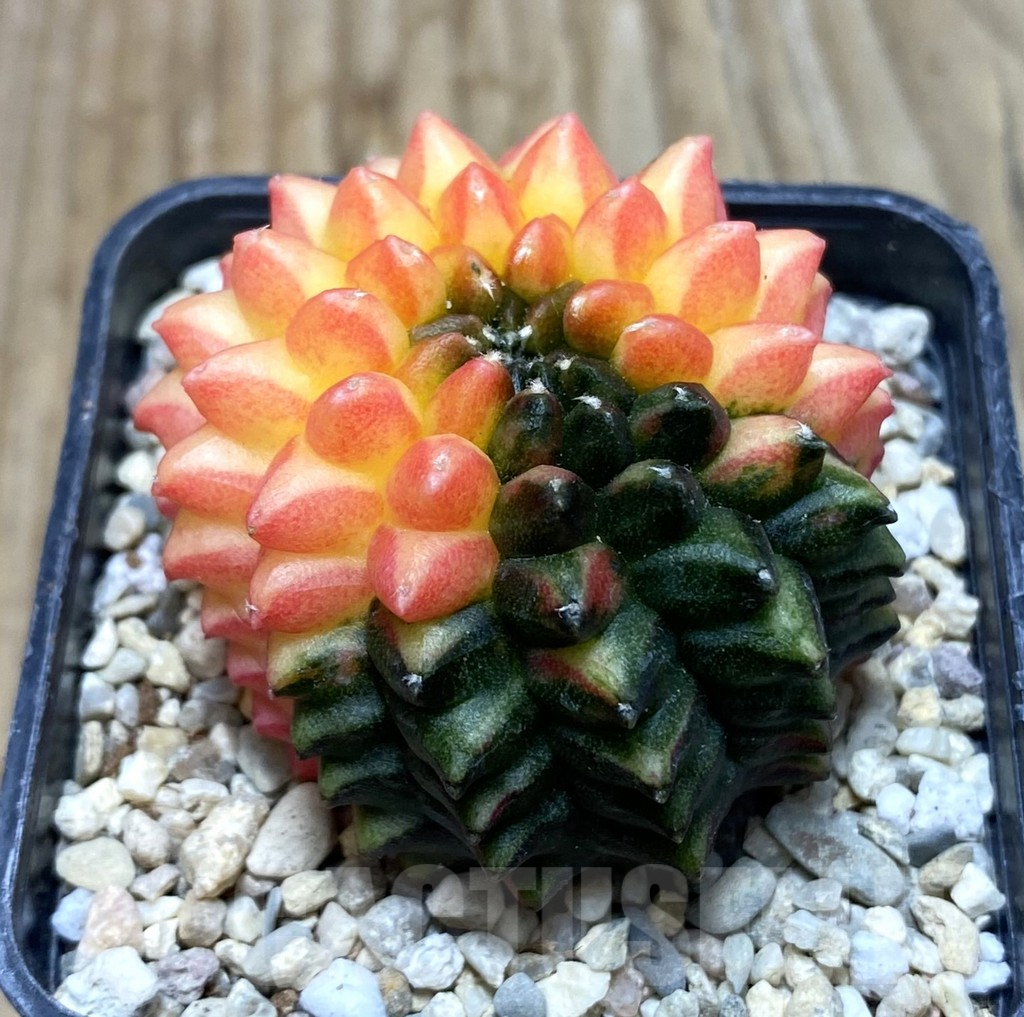 SHPR35734 Gymnocalycium mihanovichii ‘inermis’ f. variegata