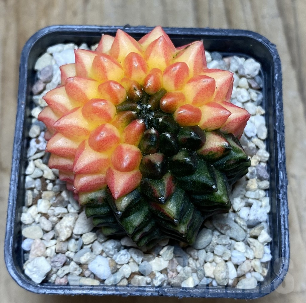 SHPR35734 Gymnocalycium mihanovichii ‘inermis’ f. variegata - Image 3