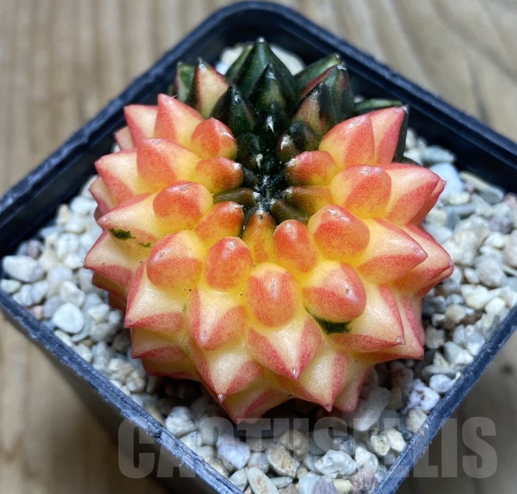 SHPR35734 Gymnocalycium mihanovichii ‘inermis’ f. variegata - Image 2