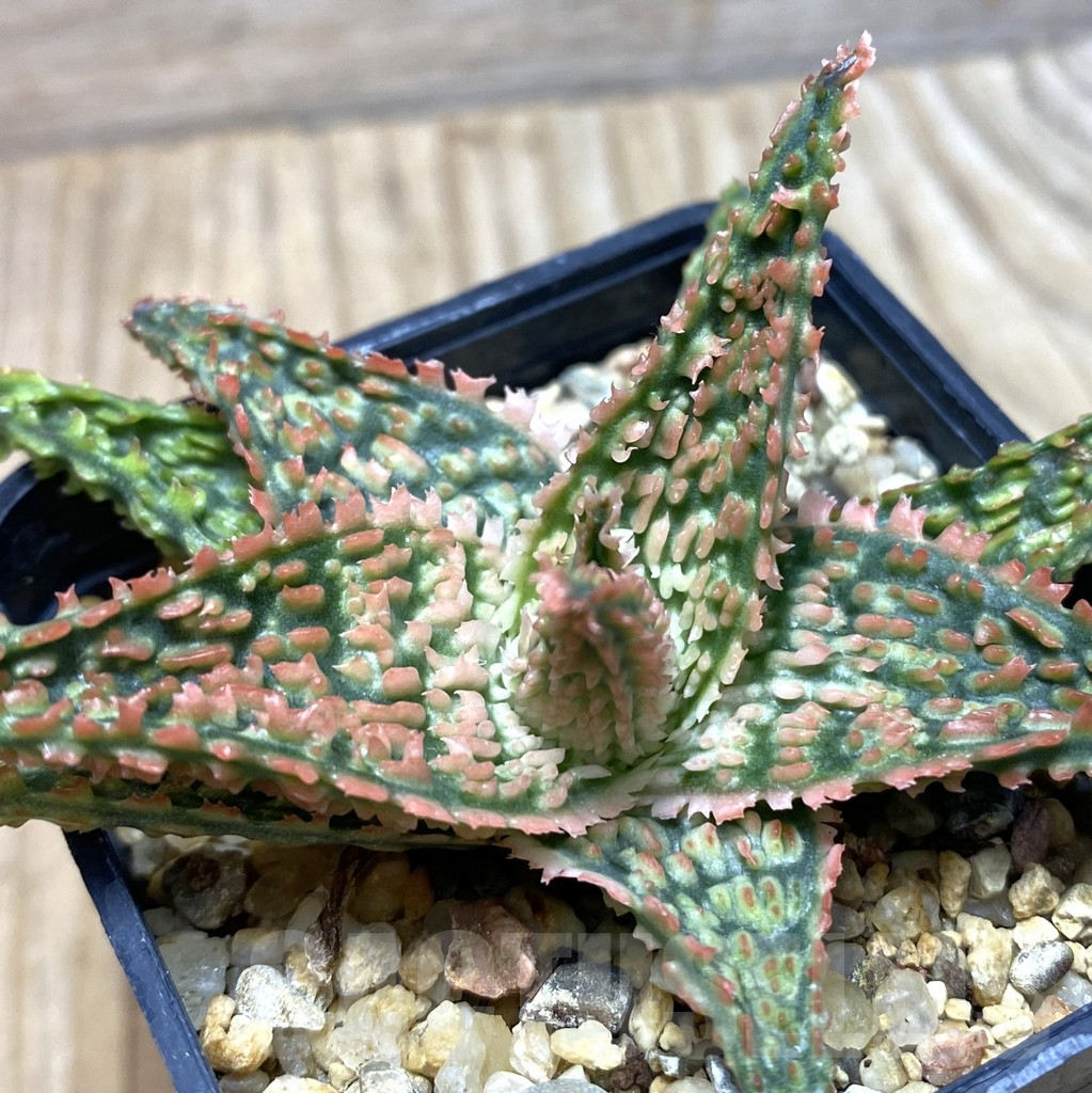 SHPR35673 Aloe hybrid