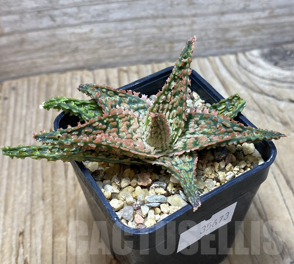 SHPR35673 Aloe hybrid - Imagen 2