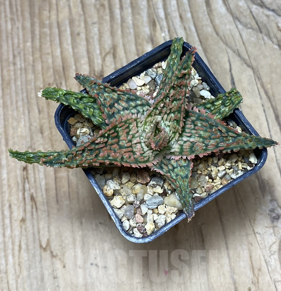 SHPR35673 Aloe hybrid - Imagen 3