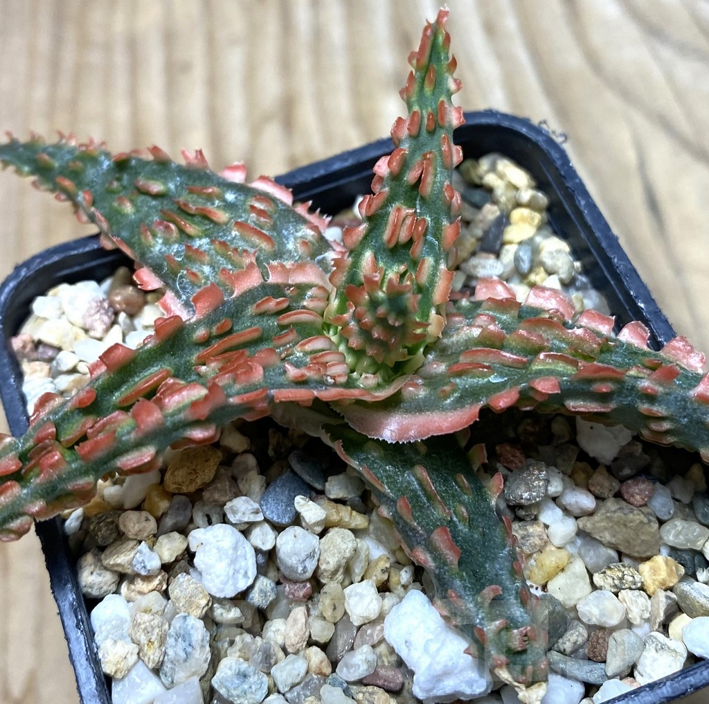 SHPR35674 Aloe hybrid