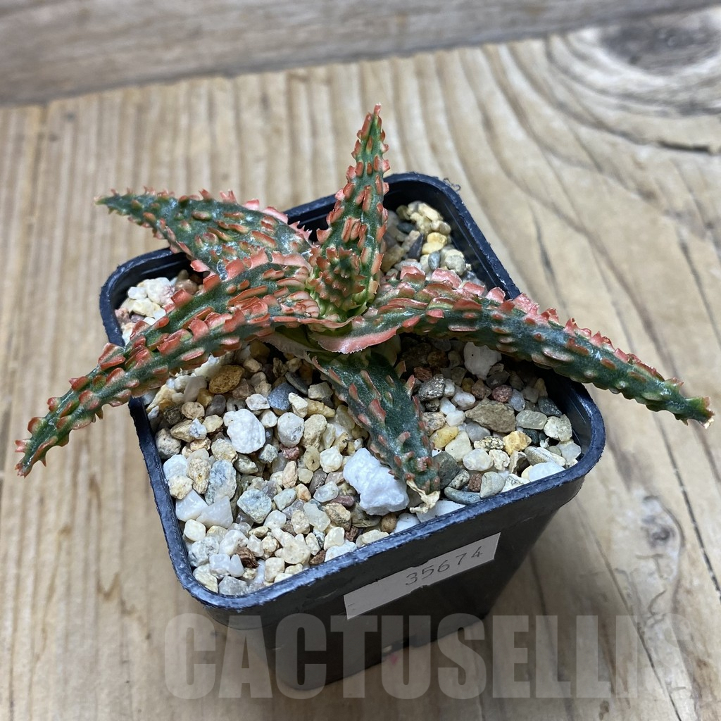 SHPR35674 Aloe hybrid - Imagen 2