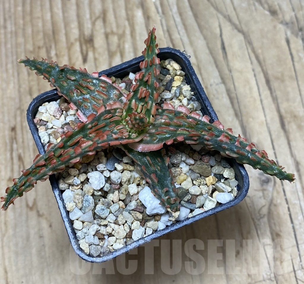 SHPR35674 Aloe hybrid - Imagen 3