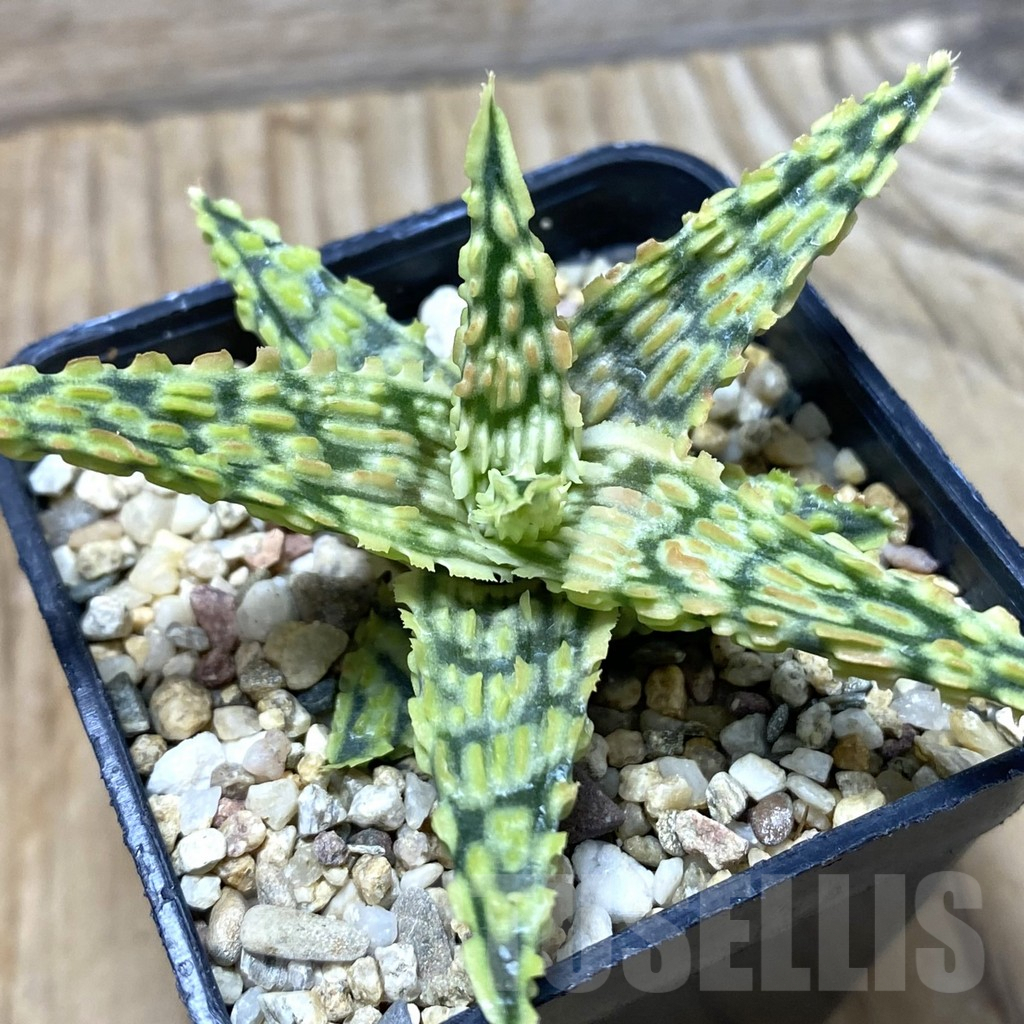 SHPR35675 Aloe hybrid