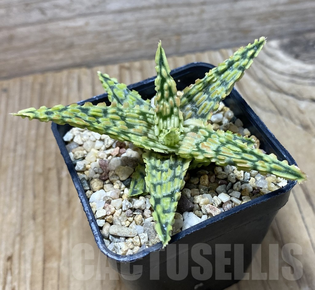 SHPR35675 Aloe hybrid - Obrázek 2