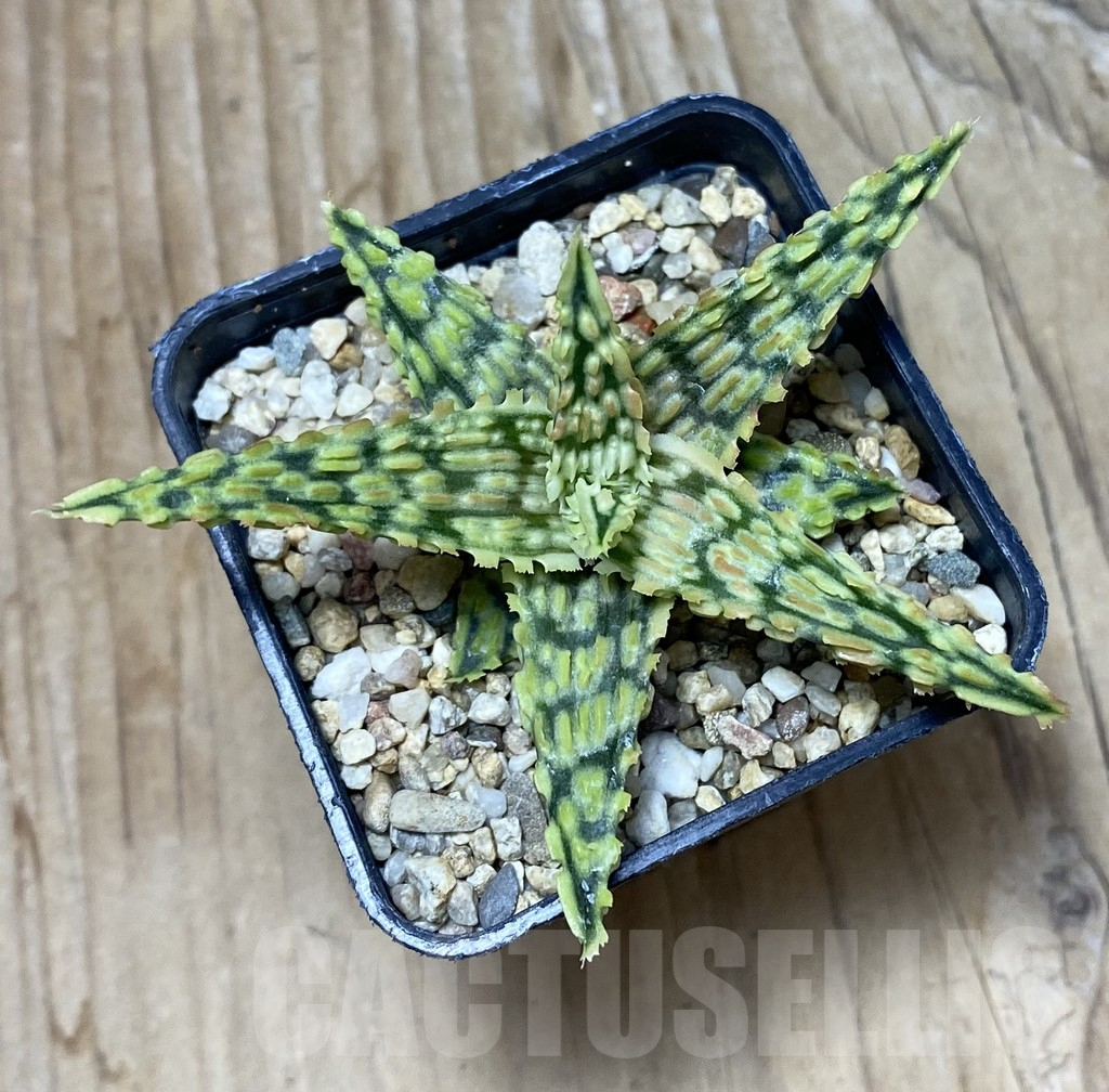 SHPR35675 Aloe hybrid - Obrázek 3