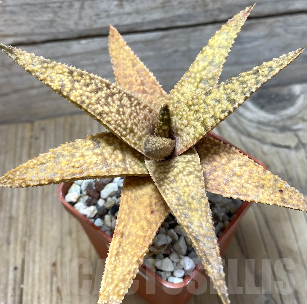 SHPR35676 Gasteria batesiana x Aloe ‘Vito’