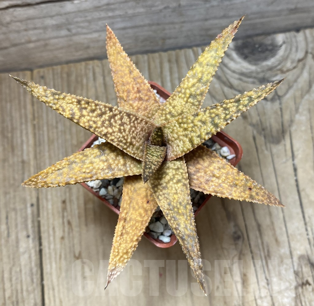 SHPR35676 Gasteria batesiana x Aloe ‘Vito’ - immagine 2