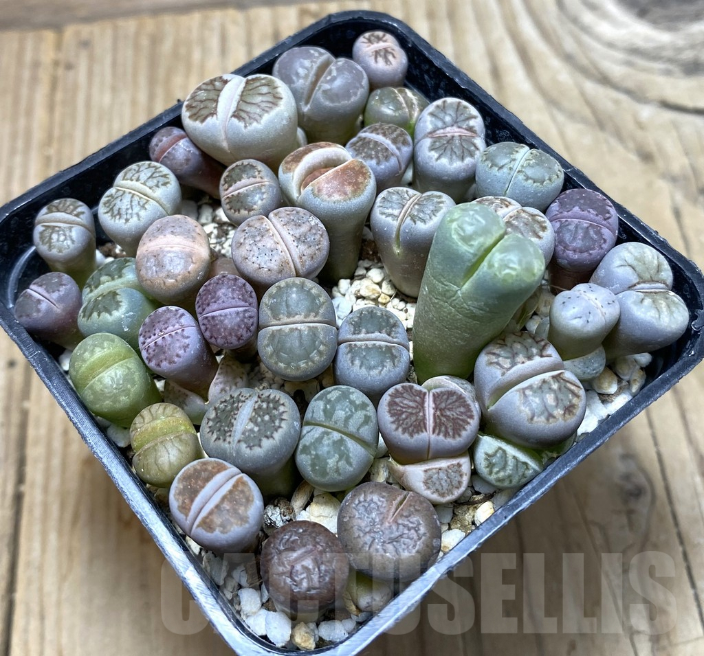 SHPR35677 Lithops mix