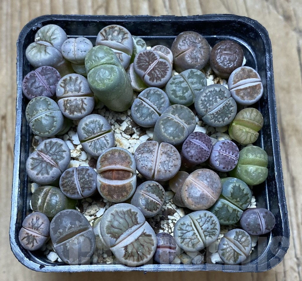 SHPR35677 Lithops mix - 画像 (2)