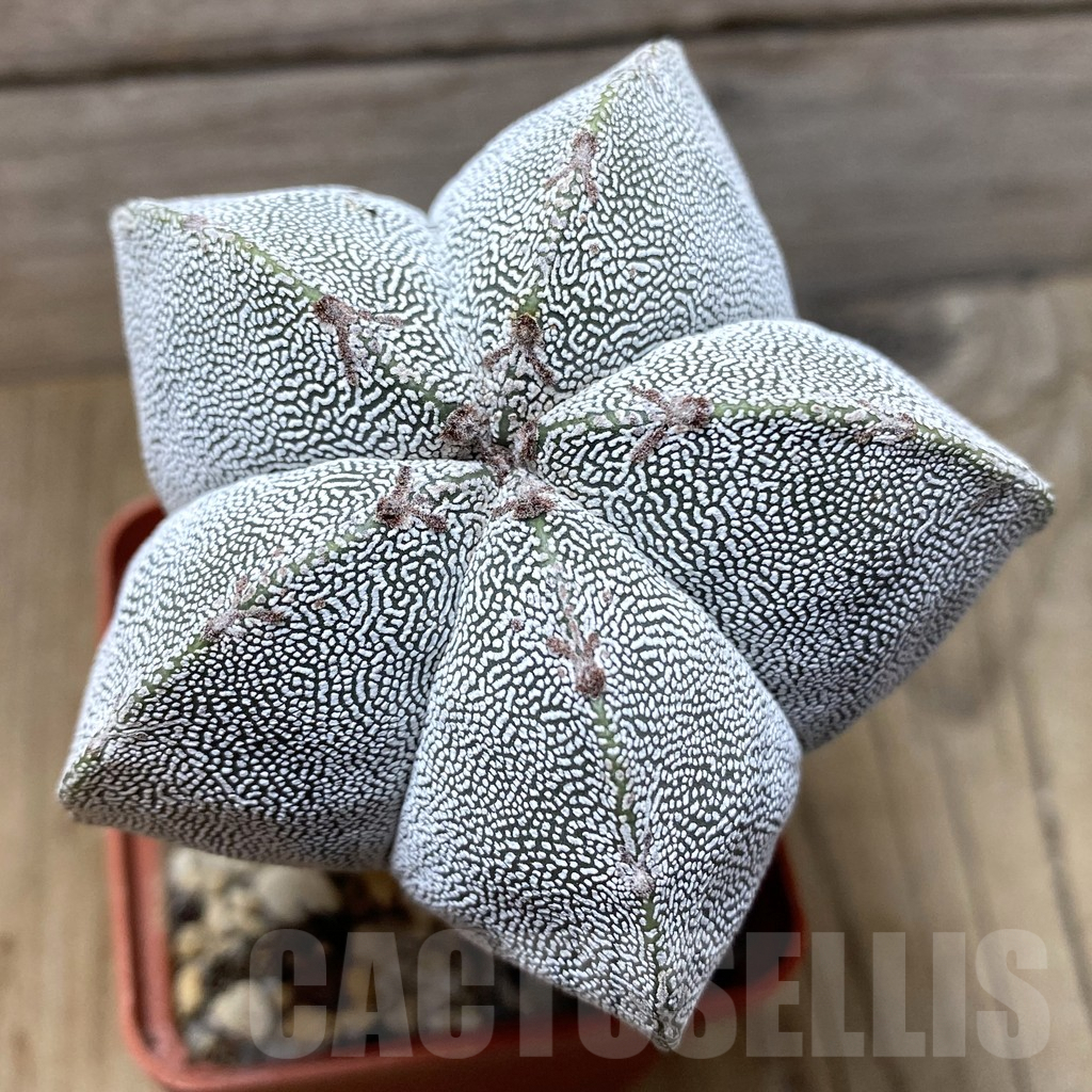 SHPR35679 Astrophytum myriostigma ‘Onzuka’
