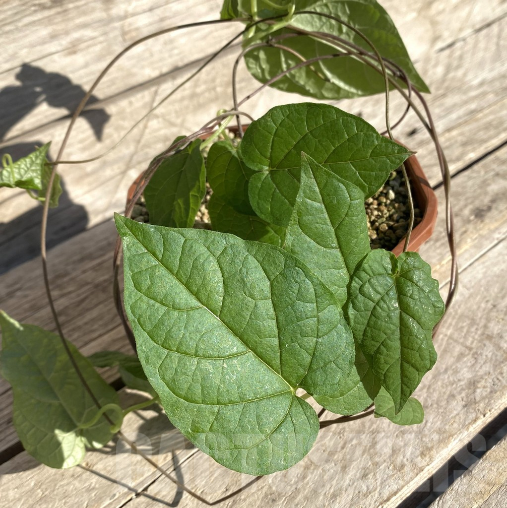 SHPR35666 Ceropegia papillata