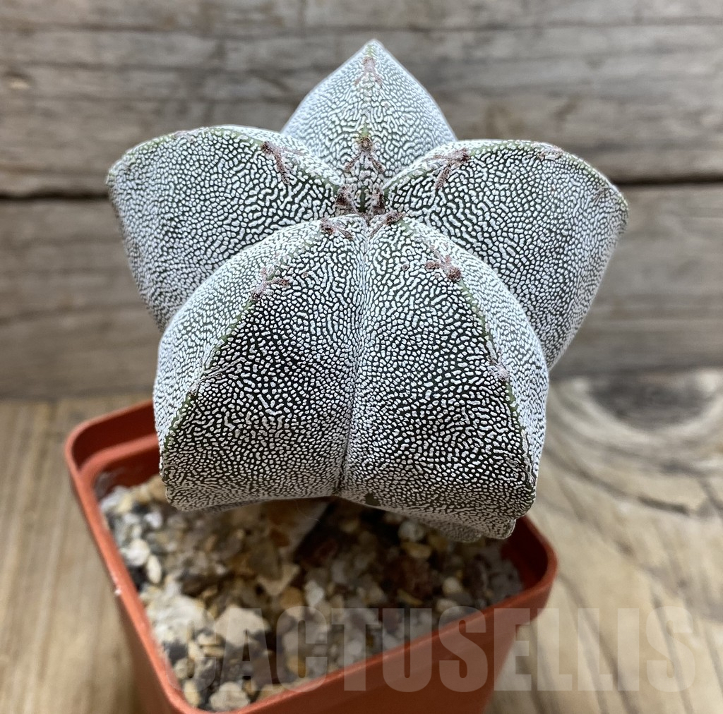 SHPR35679 Astrophytum myriostigma ‘Onzuka’ - Image 2