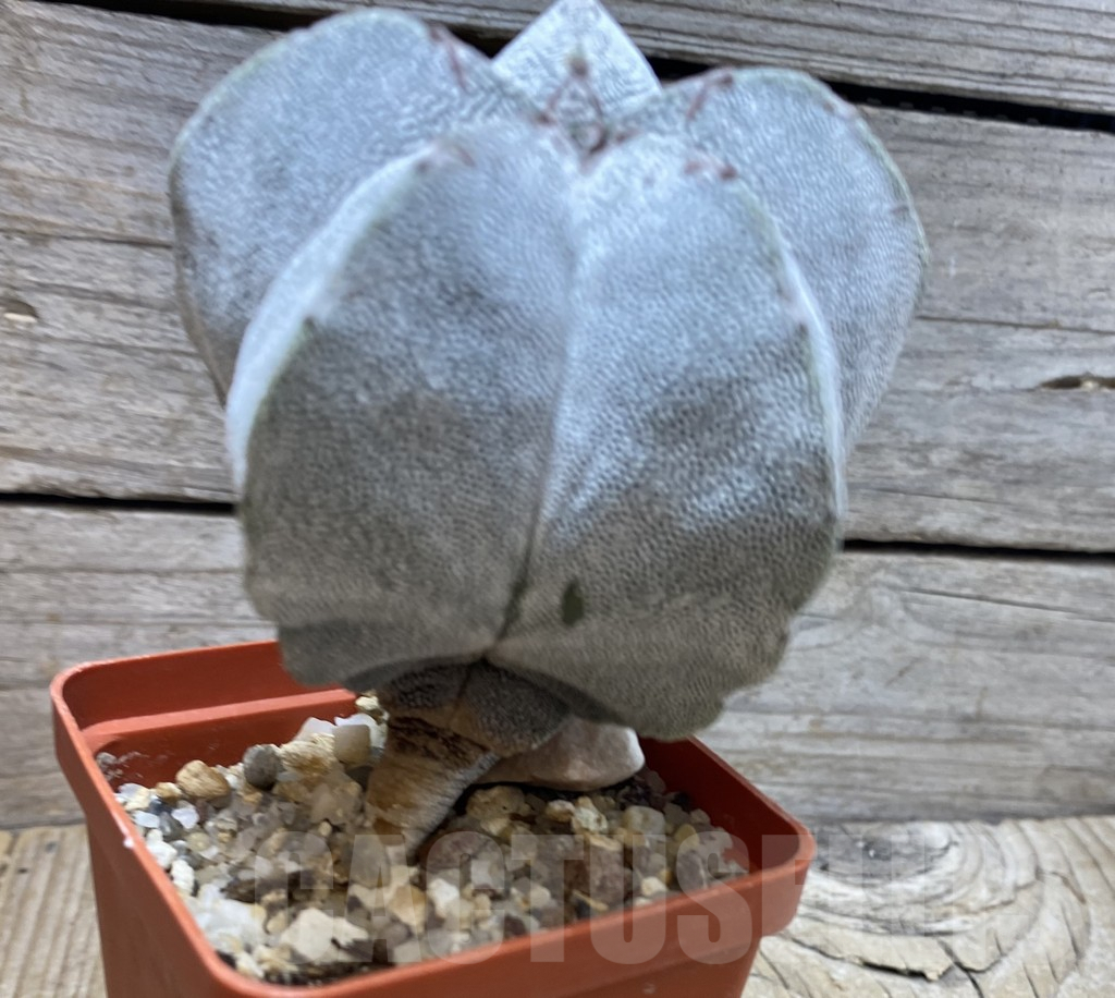 SHPR35679 Astrophytum myriostigma ‘Onzuka’ - Image 3
