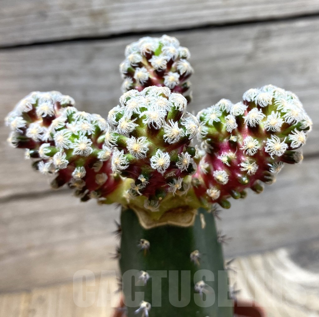 SHPR35680 Mammillaria theresae v. minima ‘Red Body’,grafting