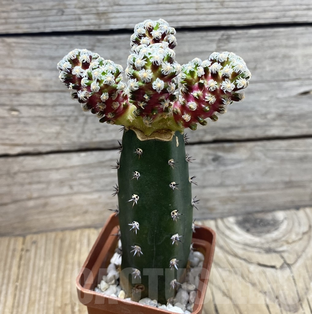 SHPR35680 Mammillaria theresae v. minima ‘Red Body’,grafting - immagine 2