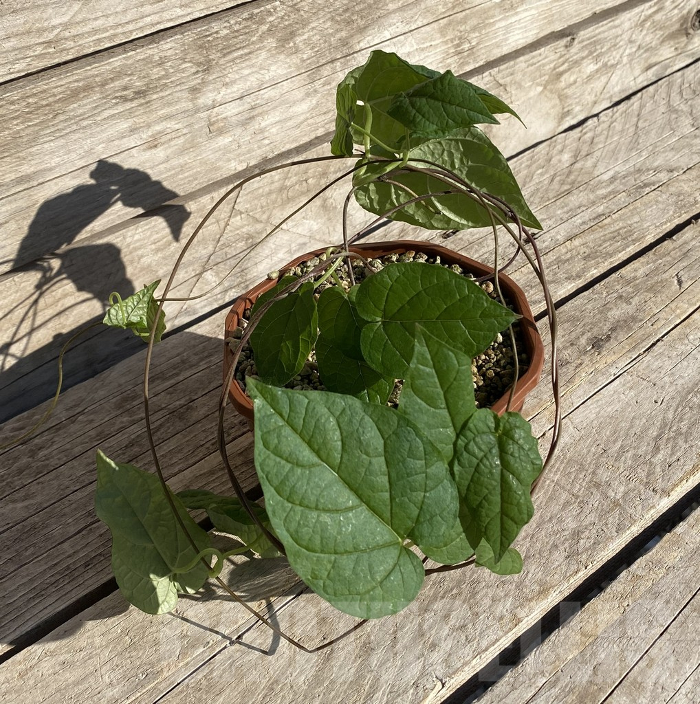 SHPR35666 Ceropegia papillata - Image 2
