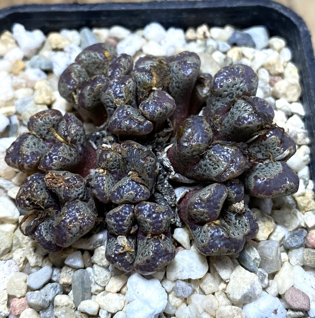 SHPR35683 Conophytum pellucidum select form