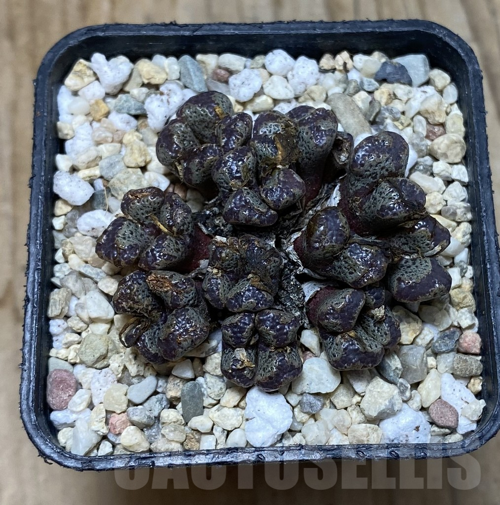 SHPR35683 Conophytum pellucidum select form - Image 2