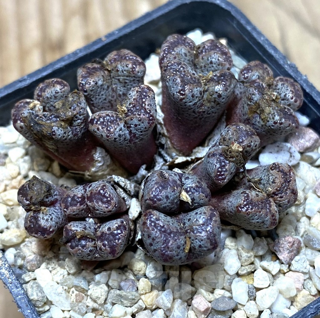 SHPR35685 Conophytum pellucidum select form