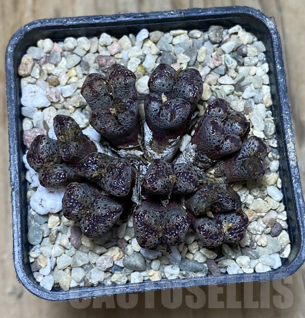 SHPR35685 Conophytum pellucidum select form - Image 2