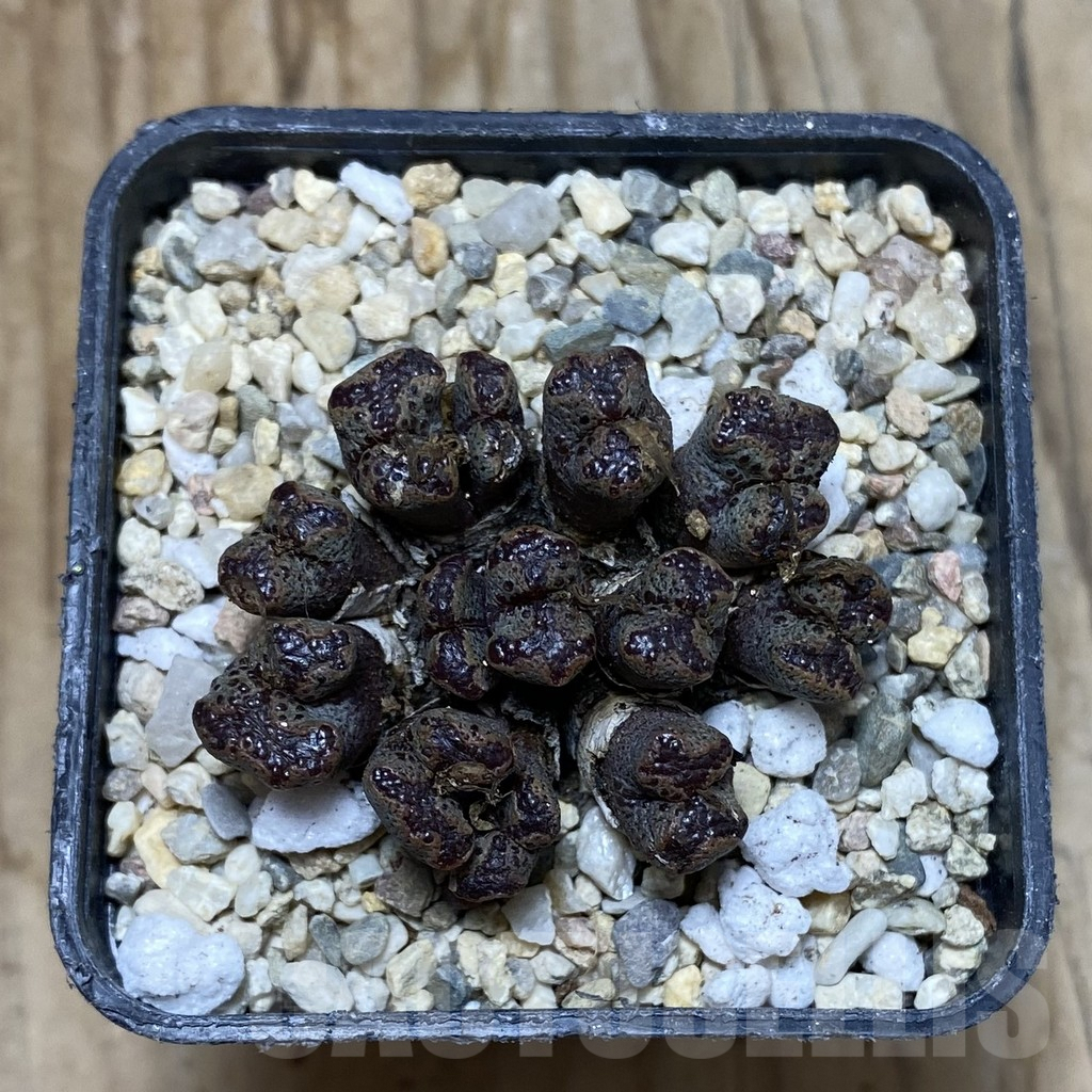 SHPR35686 Conophytum pellucidum select form - immagine 2