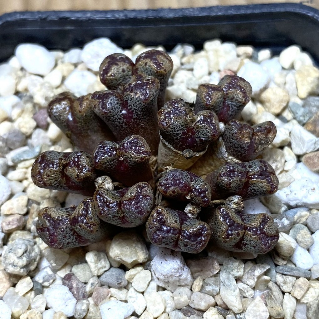 SHPR35687 Conophytum pellucidum select form
