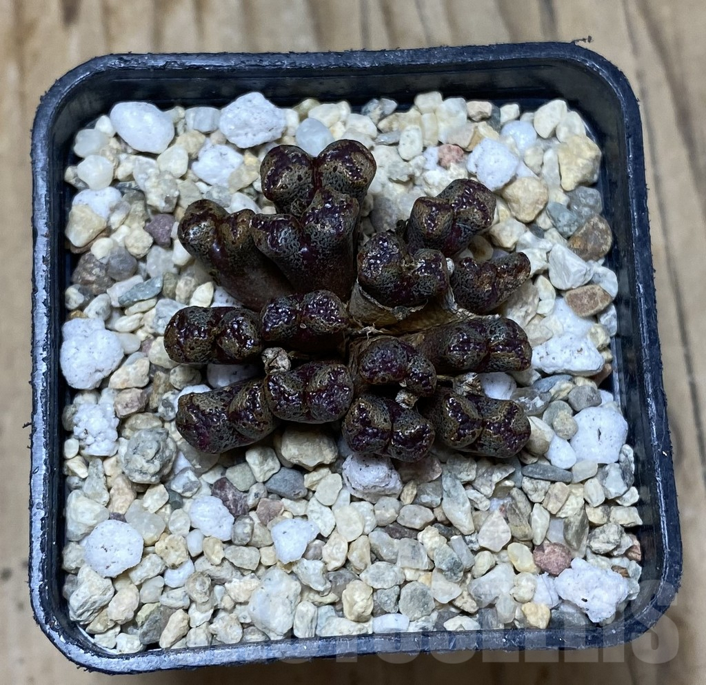 SHPR35687 Conophytum pellucidum select form - Image 2