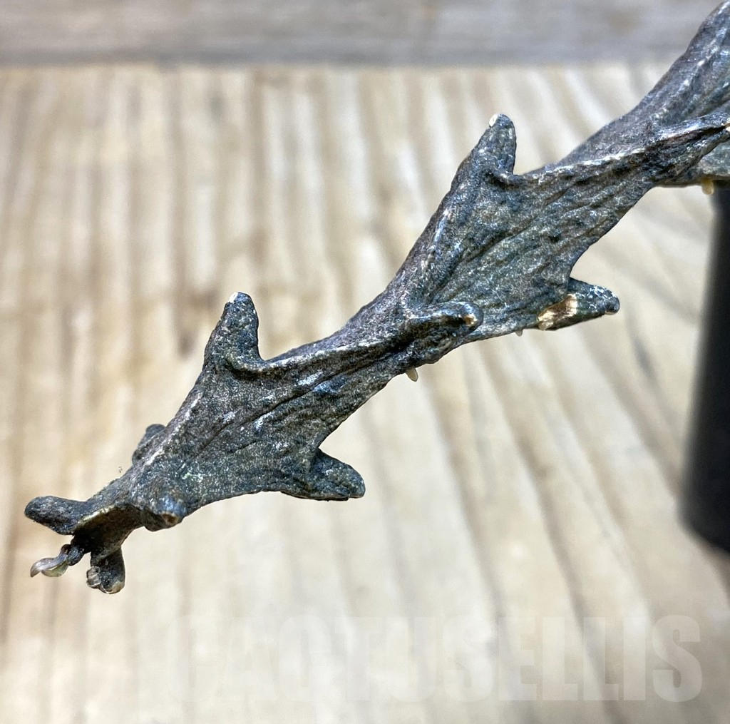 SHPR35688 Ceropegia armandii