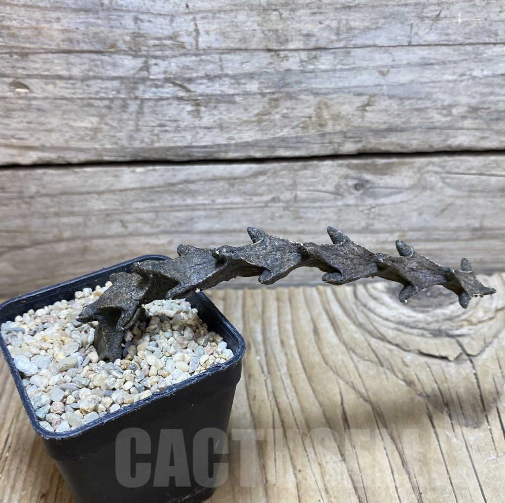 SHPR35688 Ceropegia armandii - Image 2