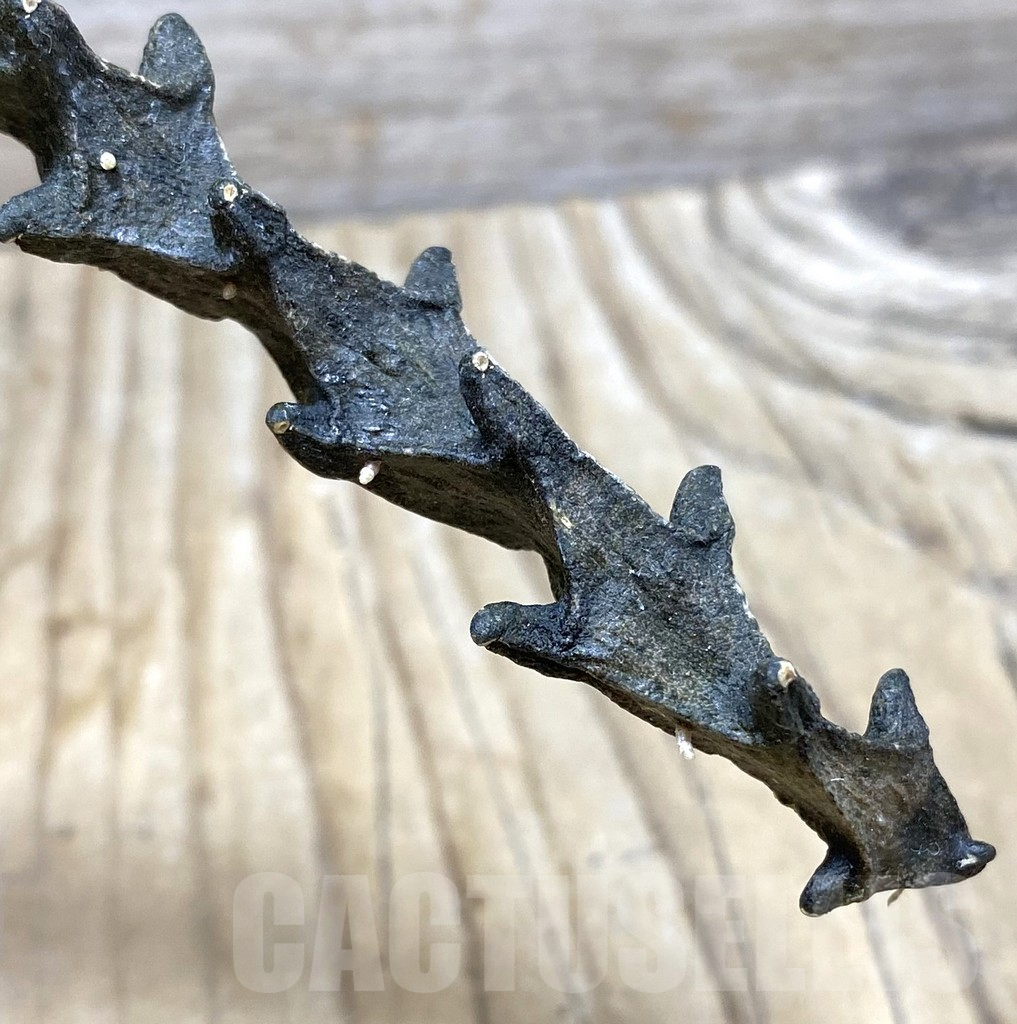 SHPR35689 Ceropegia armandii